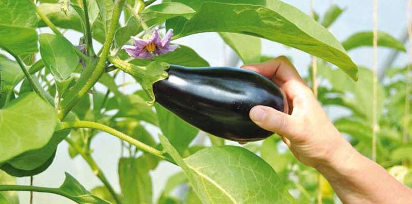 Aubergines marinées