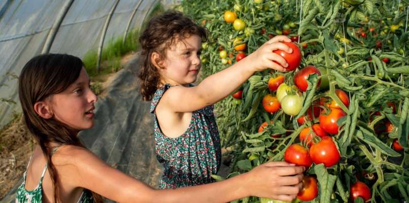 Tous les légumes d'été à cueillir !