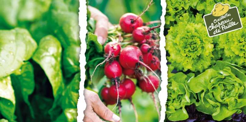 Salades à cueillir