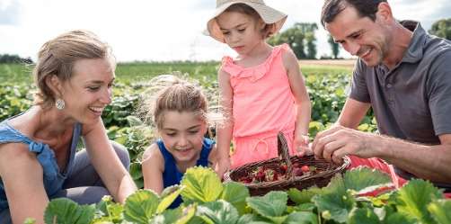 PLEINE SAISON DES FRAISES ! FRAISES Ã cueillir