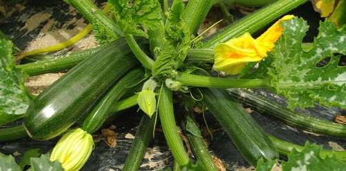Plein de courgettes à cueillir ! Courgettes