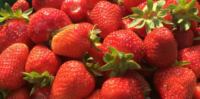PLEINE SAISON des fraises ! Cueillez les fraises