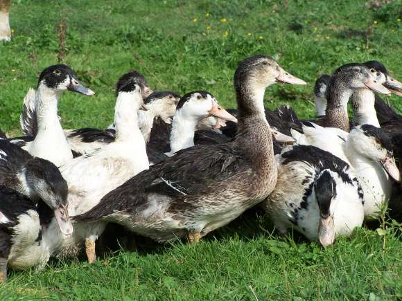 Elevage de canards dans le Sud Ouest