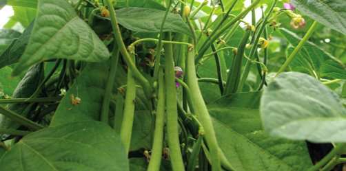 haricots verst