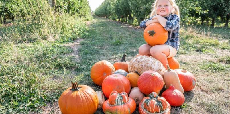Citrouilles et autres courges