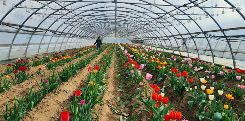 TULIPES de la ferme de Rutel