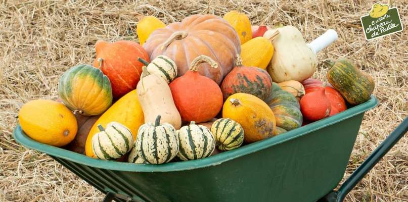 Courges : Butternut, Patisson, Potiron, Potimarron, Sweet Dumpling. Plus de 15 variétés