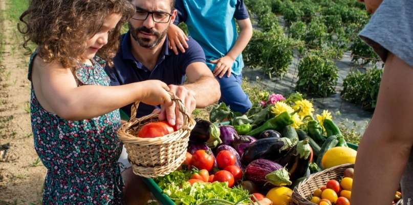 Tomates, courgettes, salades, groseilles, aubergines....