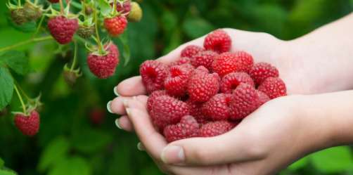 Framboises à cueillir