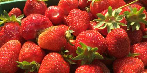 Fraises à cueillir ou récoltées au magasin