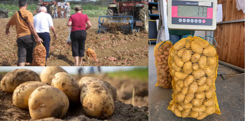 ARRACHAGE POMMES DE TERRE