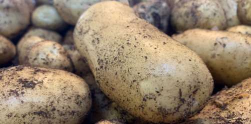 Pommes de terre primeur
