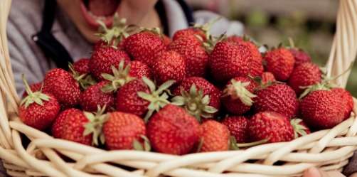 fraise panier enfant