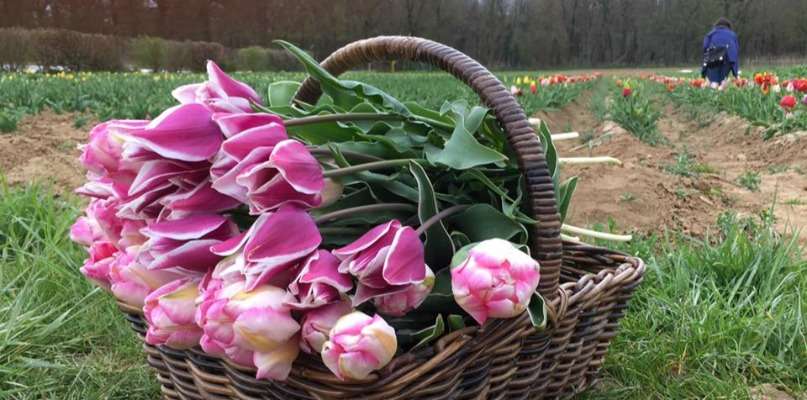 TULIPES de la ferme de Rutel