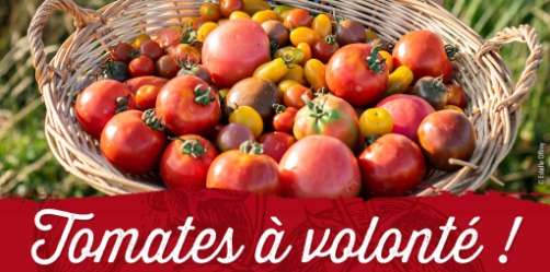 TOMATES A VOLONTE