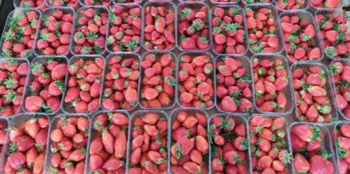 Fraises récoltées DIRECT PRODUCTEUR