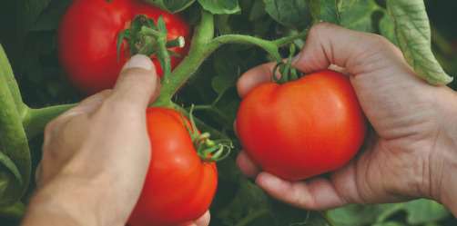 Pleine saison des tomates 