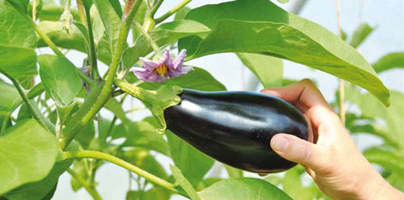 aubergines aubergines