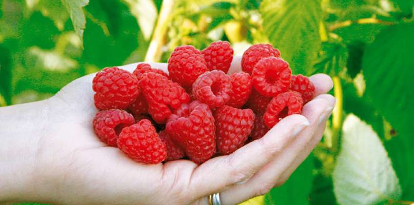 framboises framboises