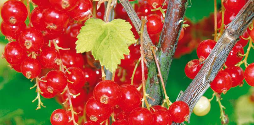 groseilles groseilles