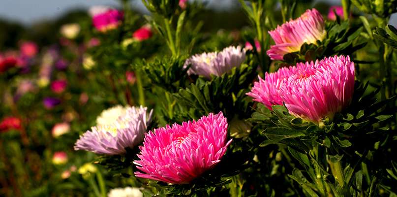 reines-marguerites reines-marguerites