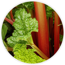 Rhubarbe
