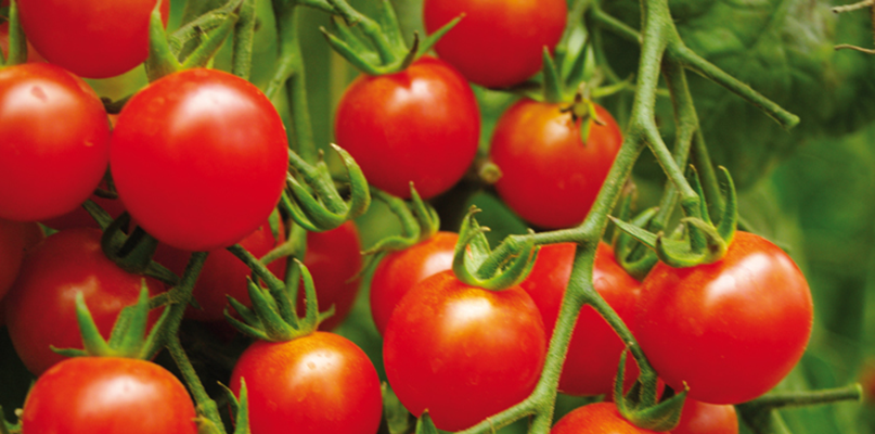 tomates-cerises tomates-cerises