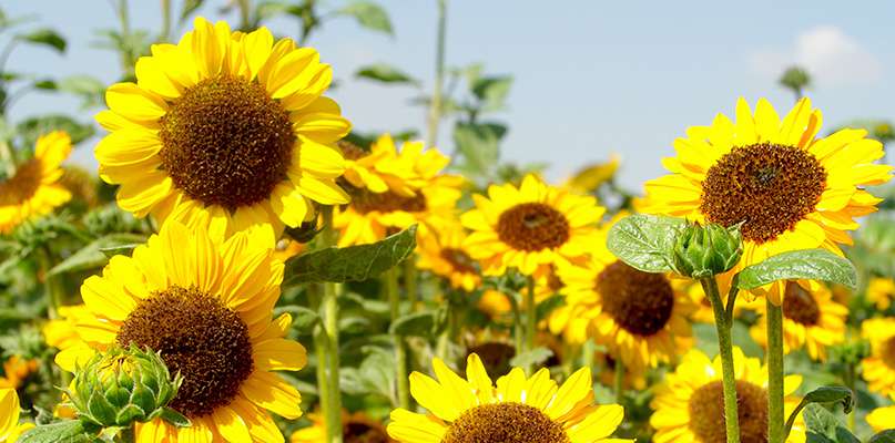 tournesols tournesols
