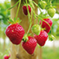 Cueillette de Rutel Fraises remontantes