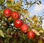 Cueillette de Rutel Braeburn